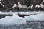 Uma foca leopardo descansa em um bloco de gelo que flutua na baía de Point Wild, em Elephant island, na Antártida
